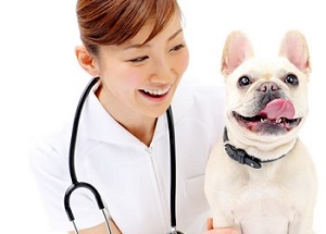 ペット業界で女性に人気の資格動動物看護士・介護士